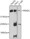 Protein Kinase, DNA-Activated, Catalytic Subunit antibody, GTX55593, GeneTex, Western Blot image 