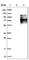 Hemogen antibody, HPA019604, Atlas Antibodies, Western Blot image 