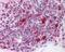 Heat Shock Protein 90 Alpha Family Class B Member 1 antibody, 48-703, ProSci, Immunohistochemistry frozen image 