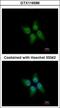 Kelch Domain Containing 4 antibody, GTX116586, GeneTex, Immunofluorescence image 