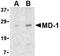Lymphocyte Antigen 86 antibody, NBP1-76709, Novus Biologicals, Western Blot image 