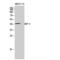 Dual Specificity Phosphatase 4 antibody, LS-C384557, Lifespan Biosciences, Western Blot image 