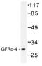 GFRA4 antibody, AP01475PU-N, Origene, Western Blot image 