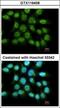 LRAT Domain Containing 1 antibody, GTX116408, GeneTex, Immunofluorescence image 