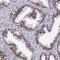 Zinc Finger Protein 280A antibody, NBP1-92459, Novus Biologicals, Immunohistochemistry frozen image 