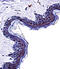 Tyrosinase antibody, 62-843, ProSci, Immunohistochemistry frozen image 