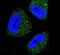 Heat Shock Protein Family A (Hsp70) Member 5 antibody, PA5-11418, Invitrogen Antibodies, Immunofluorescence image 