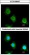 Platelet factor 4 variant antibody, LS-C185989, Lifespan Biosciences, Immunocytochemistry image 