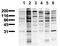 Phosphotyrosine antibody, AM00123PU-N, Origene, Western Blot image 