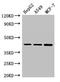 Macrophage erythroblast attacher antibody, orb48661, Biorbyt, Western Blot image 