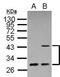 Inhibitor of growth protein 1 antibody, PA5-27716, Invitrogen Antibodies, Western Blot image 