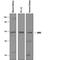 Dopa Decarboxylase antibody, PA5-47512, Invitrogen Antibodies, Western Blot image 