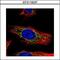 Galactosamine (N-Acetyl)-6-Sulfatase antibody, GTX110237, GeneTex, Immunofluorescence image 