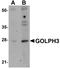 Golgi Phosphoprotein 3 antibody, A01333, Boster Biological Technology, Western Blot image 