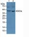 Pepsinogen A antibody, LS-C301540, Lifespan Biosciences, Western Blot image 