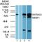 TBK1 Binding Protein 1 antibody, NBP2-24465, Novus Biologicals, Western Blot image 