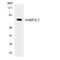 NEDD4 Binding Protein 2 Like 2 antibody, LS-C200247, Lifespan Biosciences, Western Blot image 