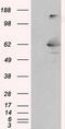 Lipase G, Endothelial Type antibody, CF501017, Origene, Western Blot image 