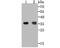 Three Prime Repair Exonuclease 1 antibody, A00940-1, Boster Biological Technology, Western Blot image 