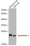 Endothelin 1 antibody, 13-247, ProSci, Western Blot image 