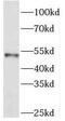 Protein Interacting With PRKCA 1 antibody, FNab06434, FineTest, Western Blot image 