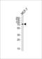 Kinesin Light Chain 2 antibody, MBS9202678, MyBioSource, Western Blot image 