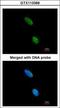Killer Cell Immunoglobulin Like Receptor, Three Ig Domains And Long Cytoplasmic Tail 2 antibody, GTX113369, GeneTex, Immunocytochemistry image 