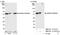 Glutamate Rich WD Repeat Containing 1 antibody, NB100-77319, Novus Biologicals, Western Blot image 