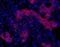 Oval Cell Marker antibody, NBP1-18967, Novus Biologicals, Immunohistochemistry paraffin image 