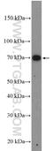 Protein Kinase C Zeta antibody, 10860-1-AP, Proteintech Group, Western Blot image 