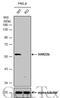 RAD23 Homolog B, Nucleotide Excision Repair Protein antibody, GTX113820, GeneTex, Western Blot image 