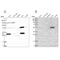 UGP1 antibody, NBP2-48625, Novus Biologicals, Western Blot image 