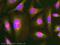Sting antibody, ab92605, Abcam, Immunofluorescence image 