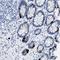 WD Repeat Domain 4 antibody, HPA017381, Atlas Antibodies, Immunohistochemistry frozen image 