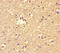 F-Box And Leucine Rich Repeat Protein 18 antibody, MBS1488564, MyBioSource, Immunohistochemistry frozen image 