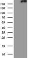 Patched 2 antibody, M06375, Boster Biological Technology, Western Blot image 