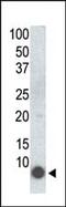 FXYD Domain Containing Ion Transport Regulator 1 antibody, MBS9200405, MyBioSource, Western Blot image 