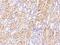 Biotin--protein ligase antibody, 108044-T08, Sino Biological, Immunohistochemistry paraffin image 