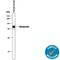 Vitronectin antibody, AF2349, R&D Systems, Western Blot image 