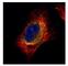 Cofilin 2 antibody, NBP1-33570, Novus Biologicals, Immunofluorescence image 