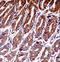 Mitogen-Activated Protein Kinase Kinase Kinase 7 antibody, LS-C164457, Lifespan Biosciences, Immunohistochemistry paraffin image 
