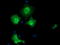 EPM2A Interacting Protein 1 antibody, TA501793, Origene, Immunofluorescence image 