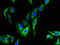 Ion Channel Sperm-associated Protein 4 antibody, LS-C399114, Lifespan Biosciences, Immunofluorescence image 