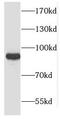 Cold Shock Domain Containing E1 antibody, FNab02011, FineTest, Western Blot image 