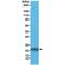 Glutathione S-Transferase Pi 1 antibody, M00394-2, Boster Biological Technology, Western Blot image 