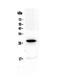 Interleukin 15 Receptor Subunit Alpha antibody, PA5-79467, Invitrogen Antibodies, Western Blot image 