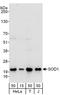 Superoxide dismutase [Cu-Zn] antibody, A303-812A, Bethyl Labs, Western Blot image 