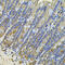 N(Alpha)-Acetyltransferase 50, NatE Catalytic Subunit antibody, 22-907, ProSci, Immunohistochemistry frozen image 
