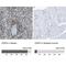 Opioid Growth Factor Receptor Like 1 antibody, NBP1-90340, Novus Biologicals, Immunohistochemistry paraffin image 