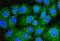 Beclin 1 antibody, M00327-2, Boster Biological Technology, Immunofluorescence image 